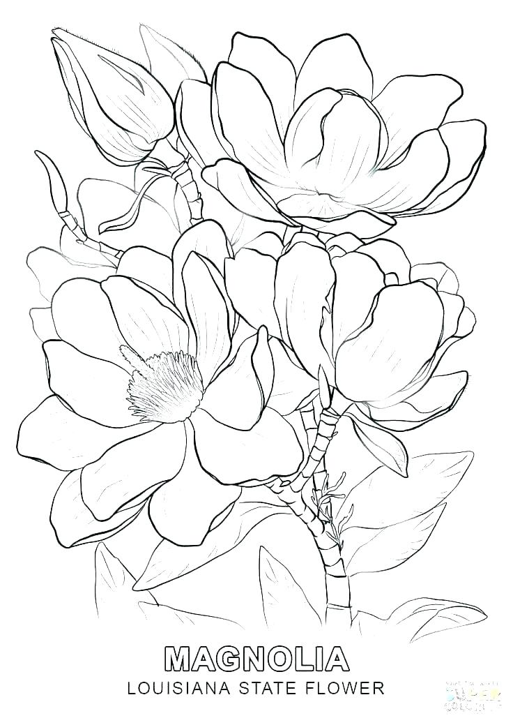 736x1039 Pumpkin Leaves Coloring Pages Best Pumpkin Leaf Coloring Pages