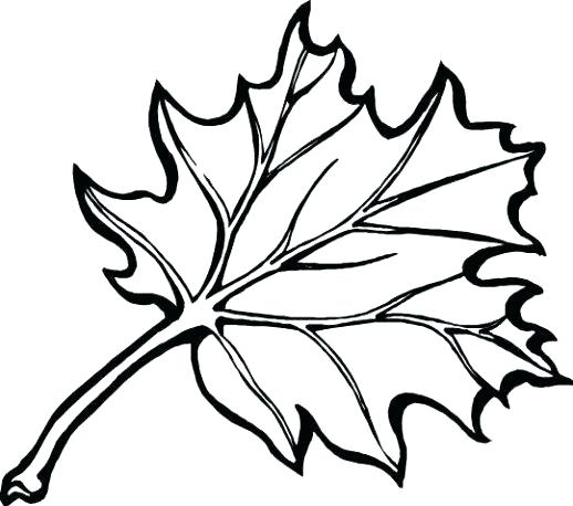 518x458 Pumpkin Leaves Coloring Pages Pumpkin Leaf Coloring Pages