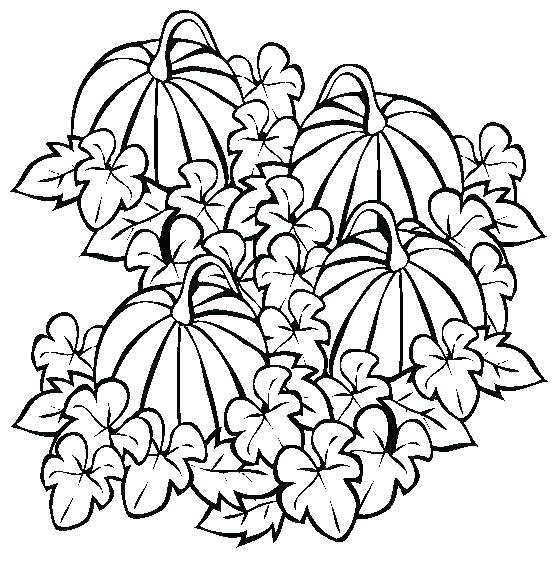 554x565 Pumpkin Patch Coloring Page Pumpkin Patch Coloring Pages Pumpkin