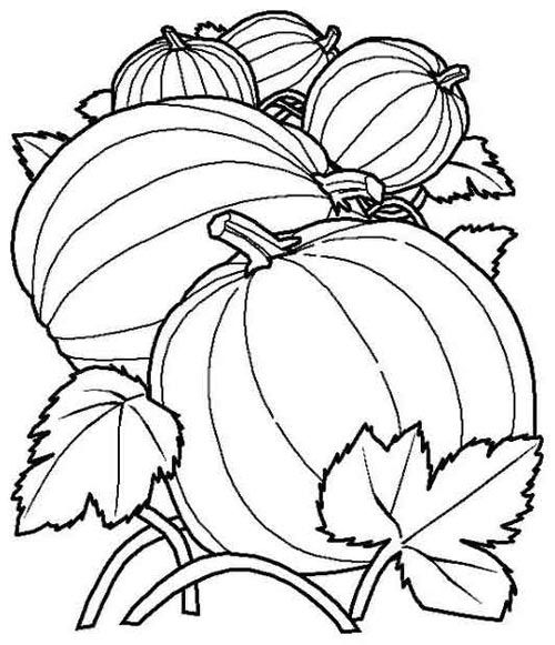 500x581 Pumpkin Patch Coloring Sheet Sometimes I Just Need To Mother