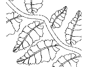 300x231 Vine With Leaves Coloring Page