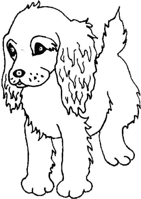 600x846 Boykin Spaniel Puppy Coloring Page Free,puppies Coloring Pages