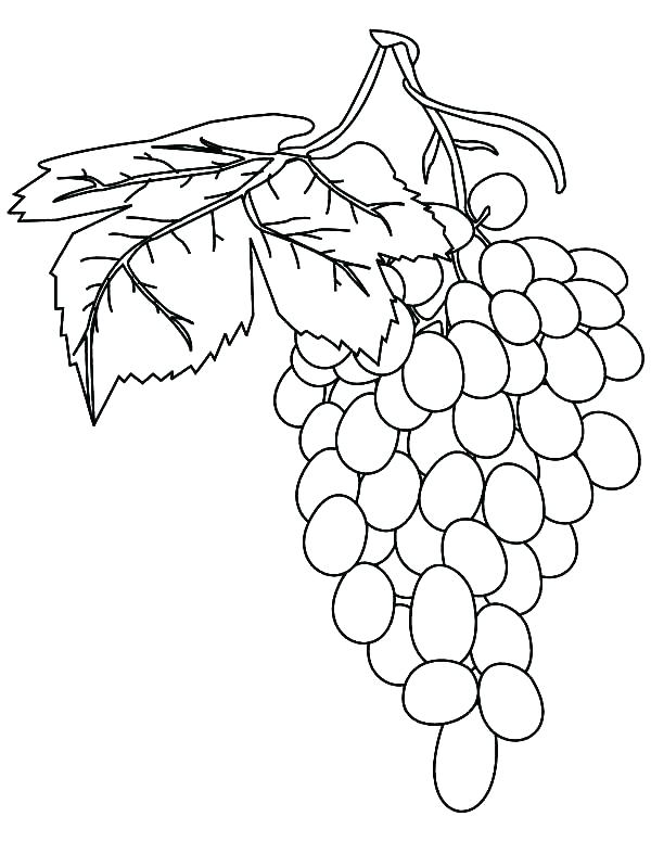 600x776 Grapes Coloring Page Grapes Coloring Page Grapes Coloring Page