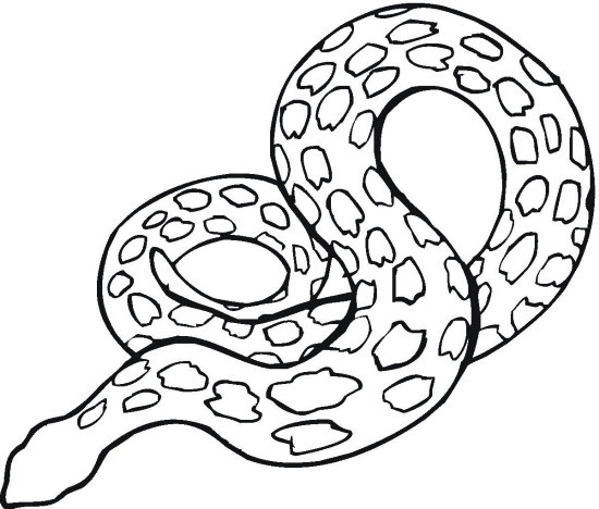 550x468 Reptile Coloring Page