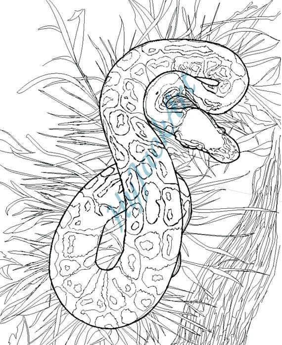 The best free Python coloring page images. Download from 61 free