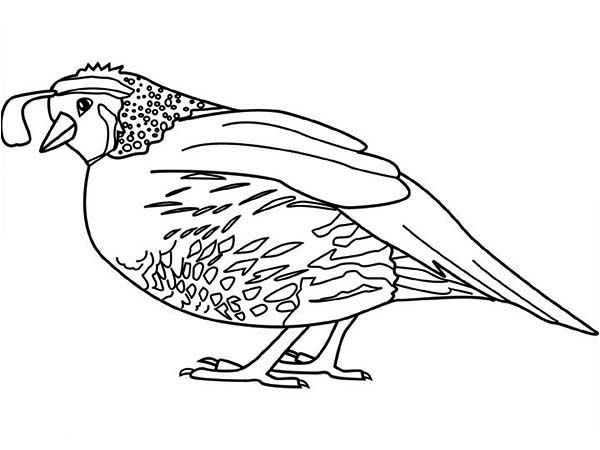 600x450 New World Quail Coloring Page Color Luna