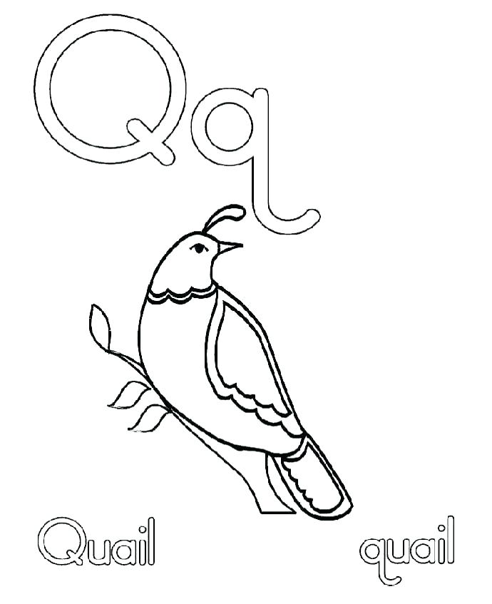 690x847 Quail Coloring Page Coloring Page Quail California Quail Coloring