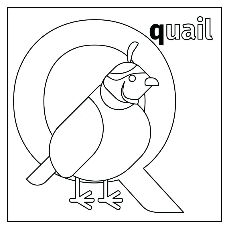 800x800 Quail Coloring Page