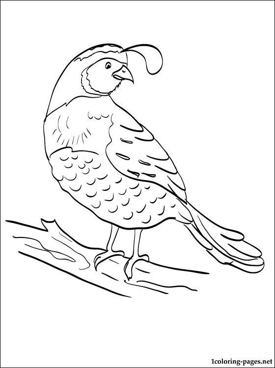 560x750 Quail Coloring Pages For Kids Coloring Book Of Quail