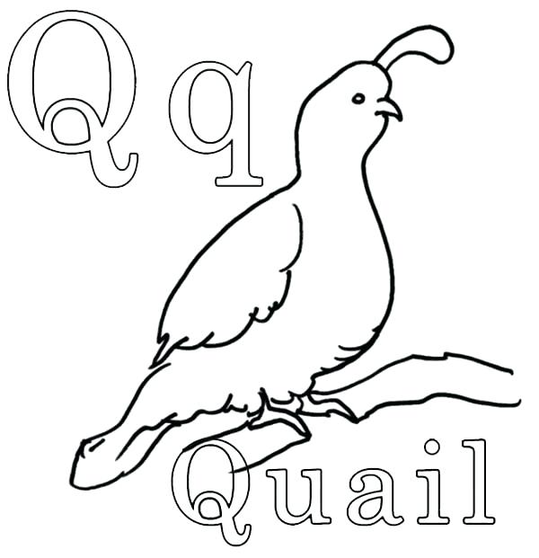 600x621 Quail Coloring Quail Coloring Pages Moses Quail Coloring Page