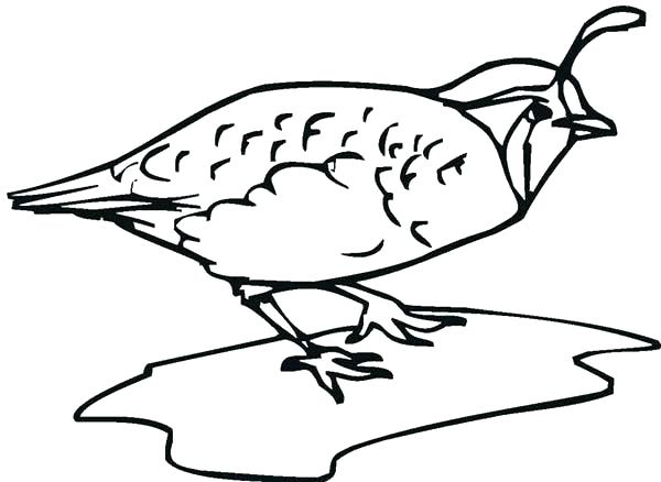 600x438 Quail From Heaven Coloring Pages Kids Coloring Quail Coloring Page