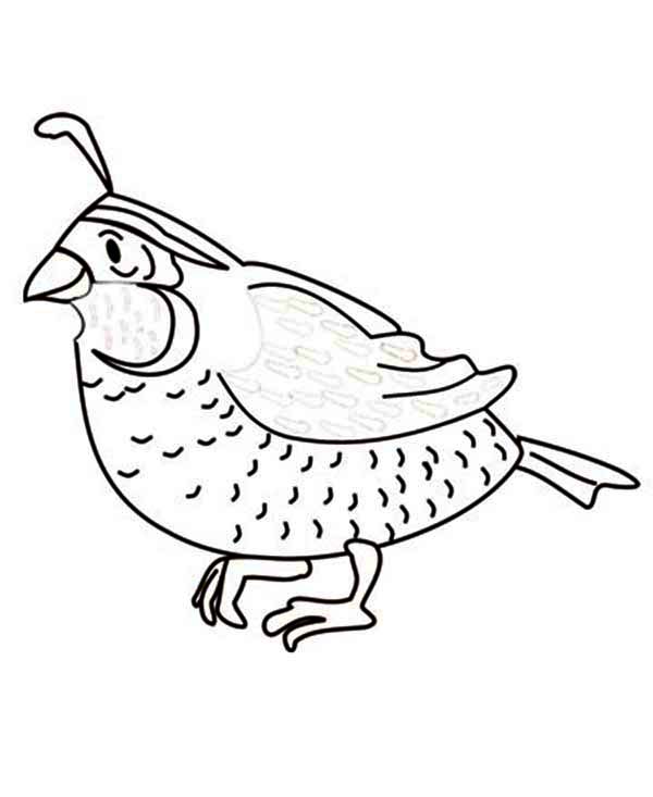 600x733 Quail Image Coloring Page Color Luna