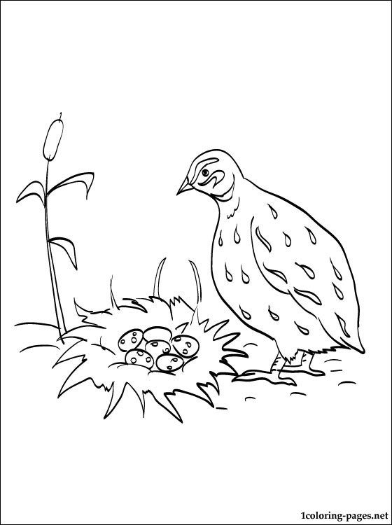 560x750 Quail Coloring Page For Free Coloring Pages