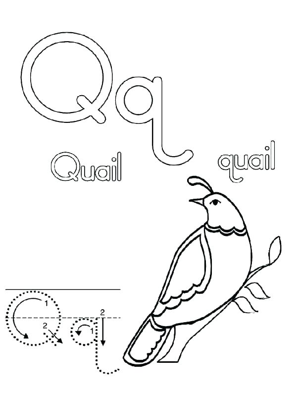 600x799 Letter Q Coloring Page Letter Q Coloring Page Quail Coloring Page