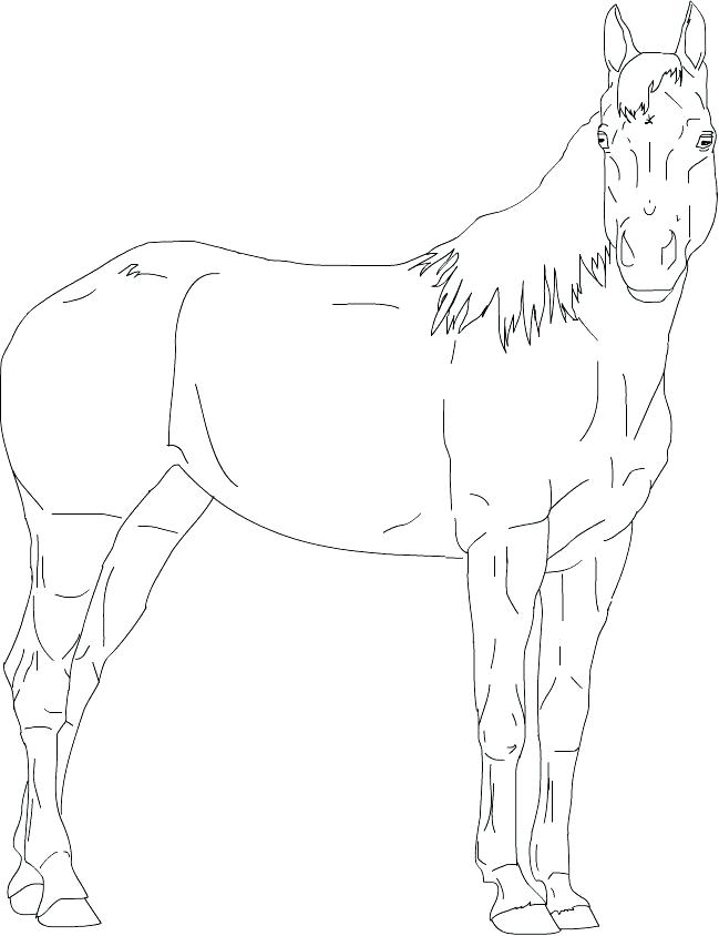 649x844 Horse Head Coloring Page Quarter Horse Coloring Pages Palomino