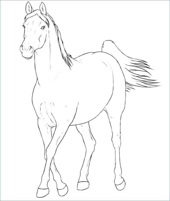 595x702 Horse Head Profile Coloring Page Horse Head Coloring Pages