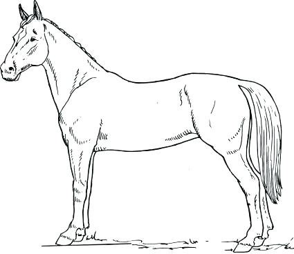 425x368 Coloring Page Of A Horse Quarter Horse Coloring Pages Horse