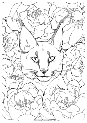 339x480 Coloring Pages Polina Bright Art