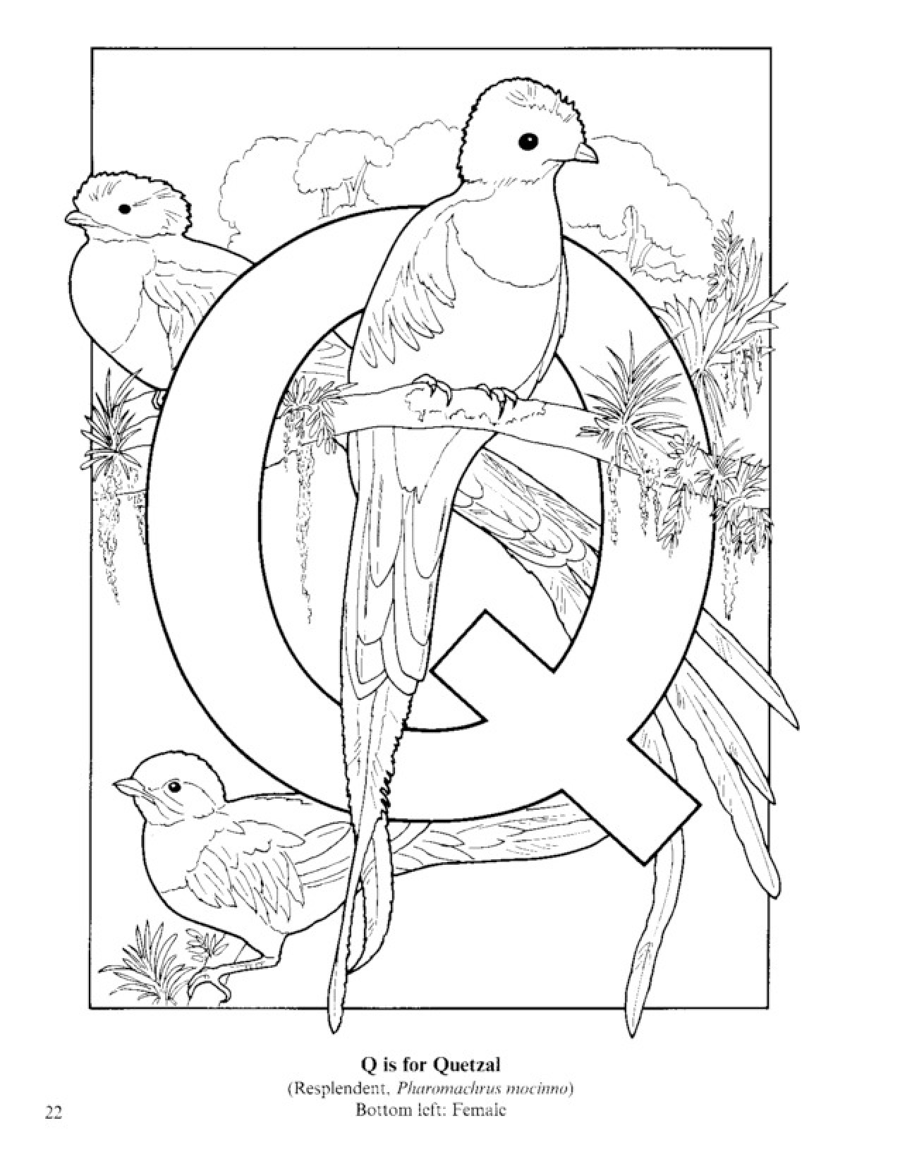 1276x1650 Bird Alphabet Coloring Pages Coloring Pages For Kids