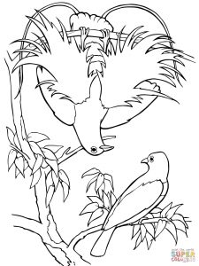 225x300 Quetzal Bird Of Paradise For Coloring Page
