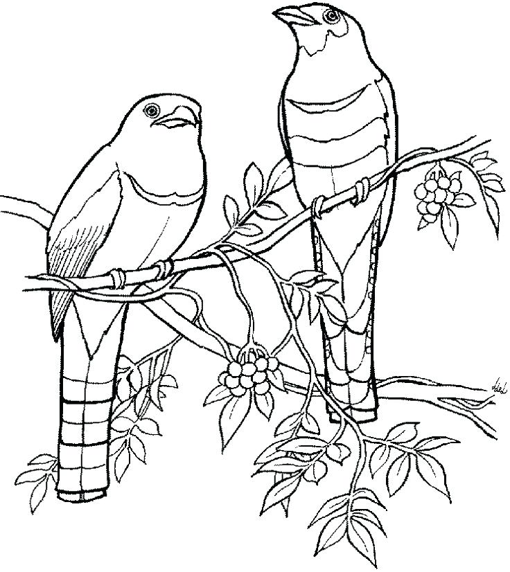 736x826 Quetzal Coloring Page Large Image Quetzal Bird Coloring Page
