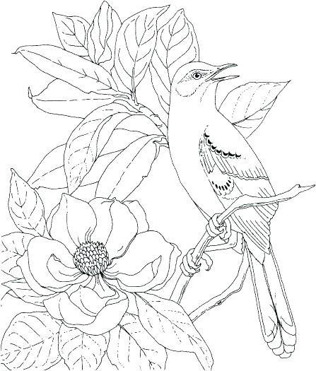447x525 Quetzal Coloring Page Quetzal Bird Coloring Page