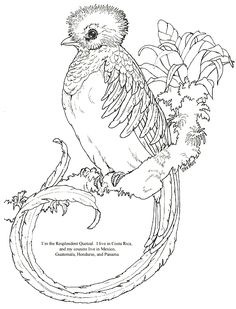 236x309 Simple Rendition Of A Quetzal Tattoo Love Tattoo