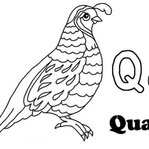 300x300 Letter Q Coloring Pages Preschool Letter Q Coloring Pages