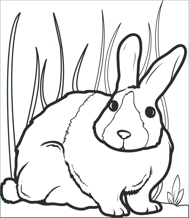 607x700 Printable Bunny Coloring Pages Free Printable Bunny Pictures Bunny