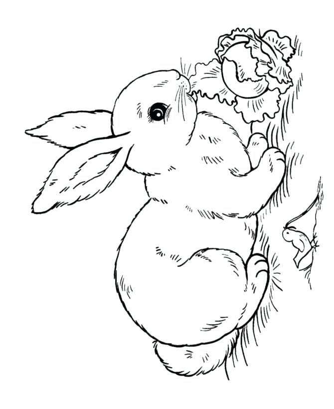 670x820 Rabbit Coloring Pages Free Printable Printable Rabbits Coloring