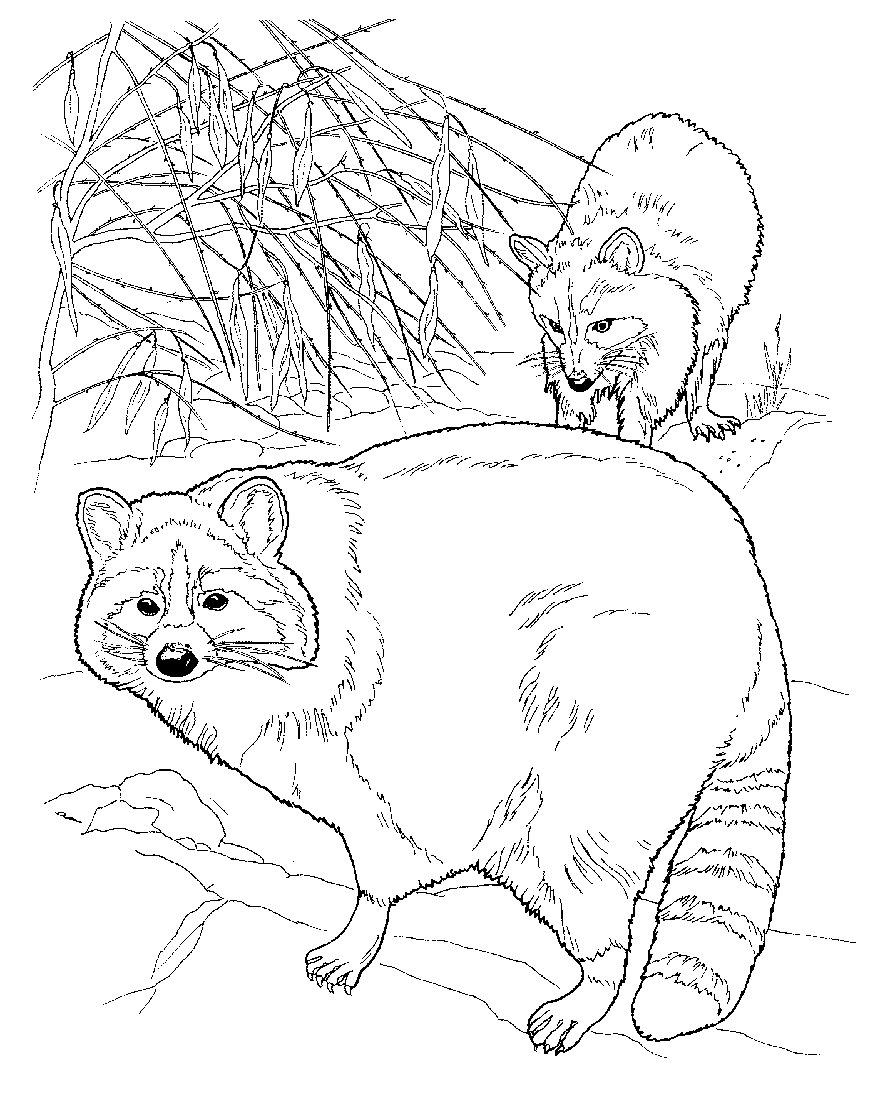 884x1120 Raccoon Coloring Pages Raccoons, Adult