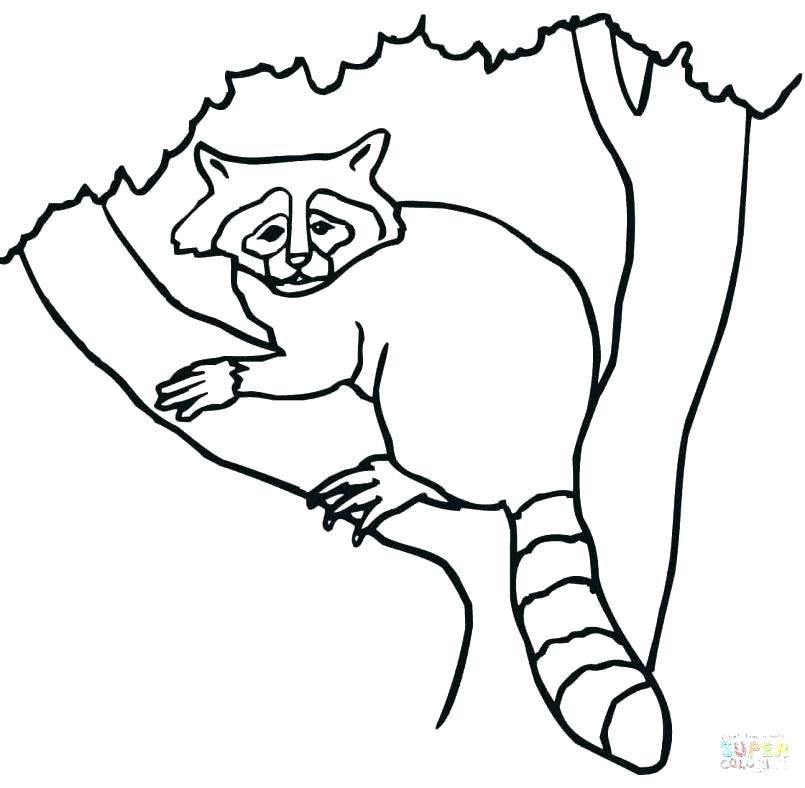 805x788 Raccoon Coloring Pages To Print Kids Coloring Coloring Page