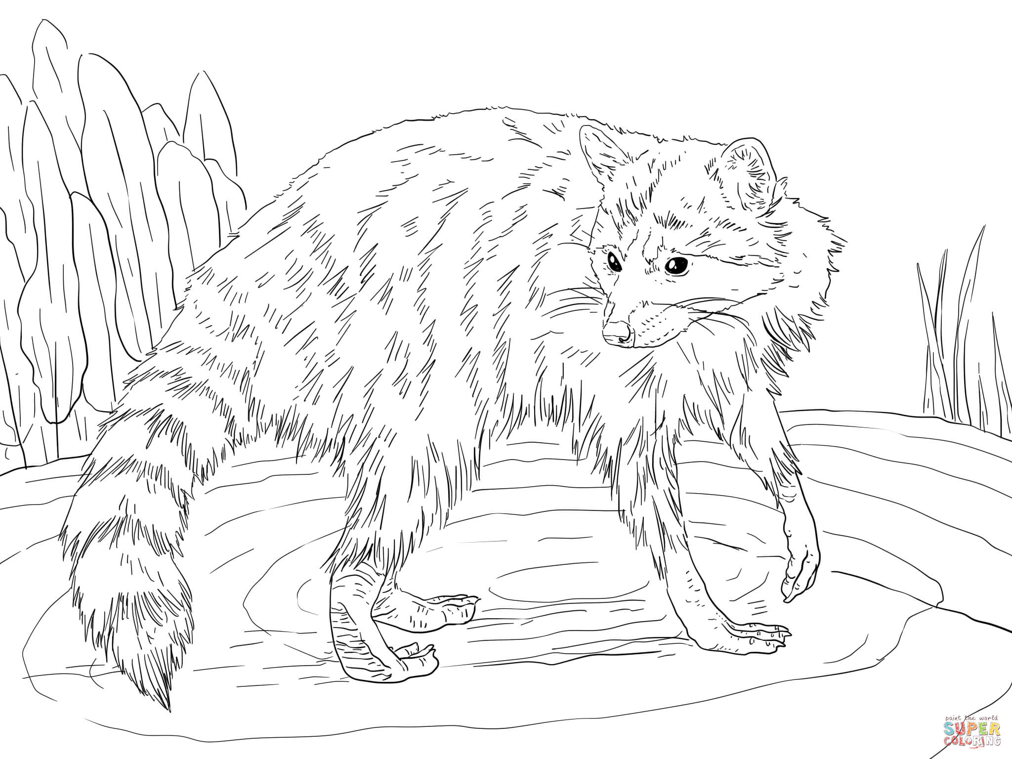 2048x1536 Raccoon Coloring Pages