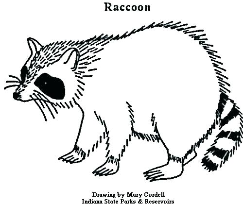500x420 Racoon Coloring Page Raccoon Pictures To Color Raccoon Coloring