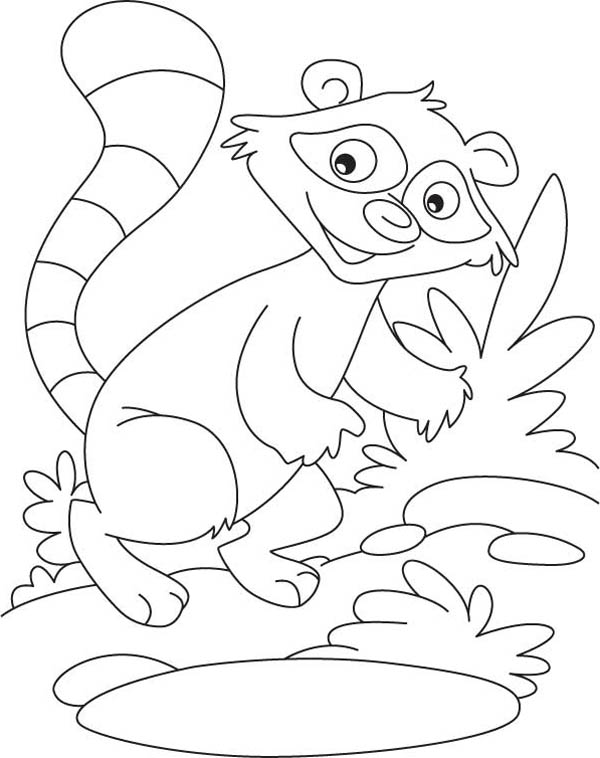 600x758 Rocky The Raccoon Coloring Page