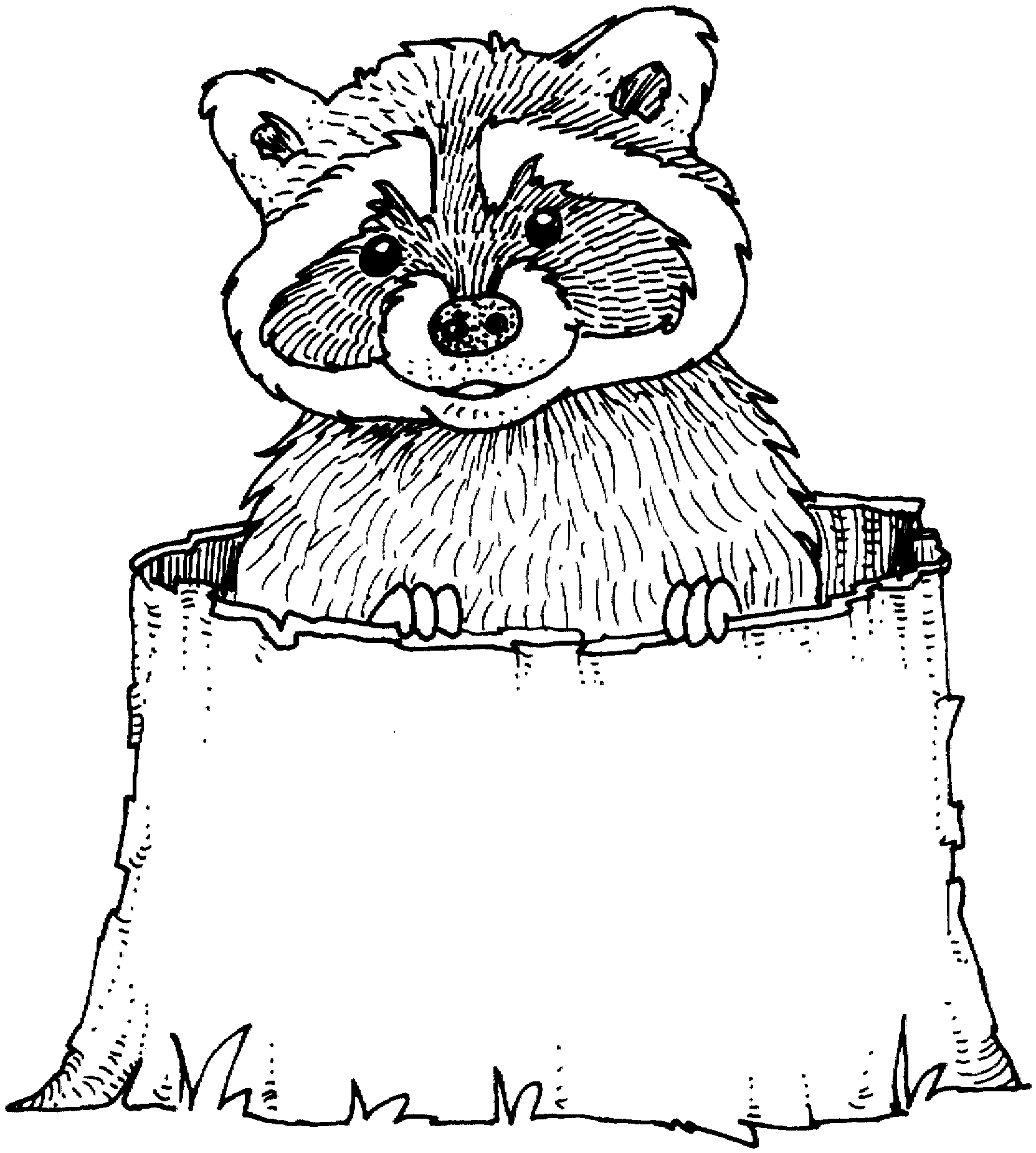 1663x1850 Best Of Raccoon Coloring Page Gallery Printable Coloring Sheet