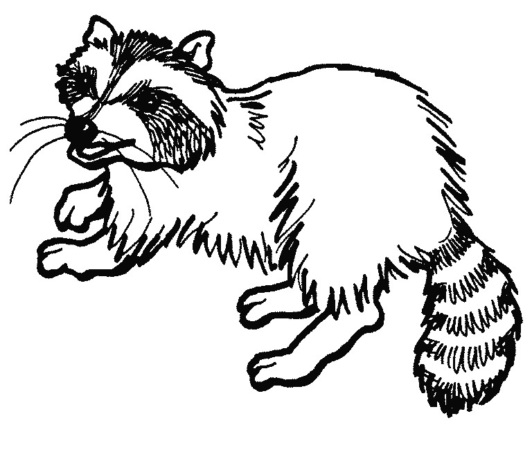 768x666 Raccoon Coloring Pages