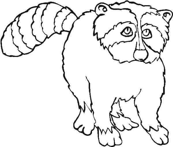 600x511 Sad Raccoon Coloring Page