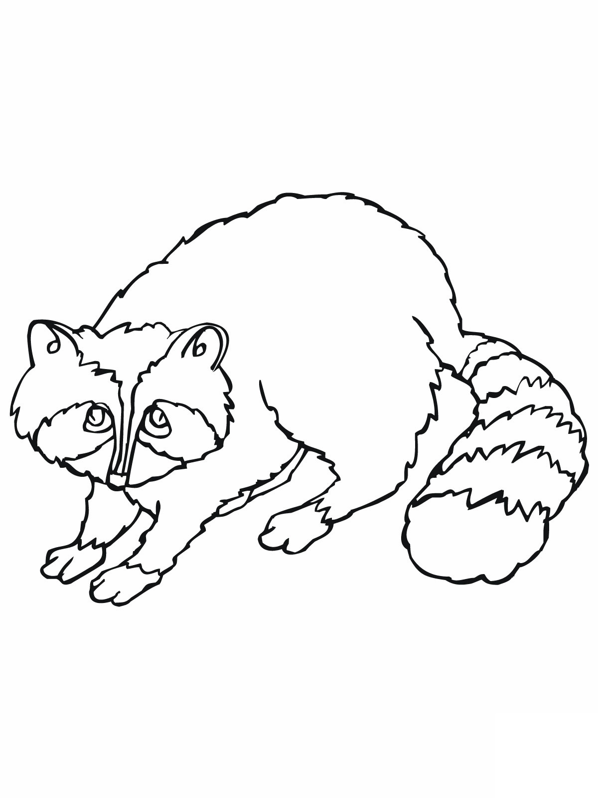 1200x1600 Popular Raccoon Coloring Page Raccoon Coloring Page