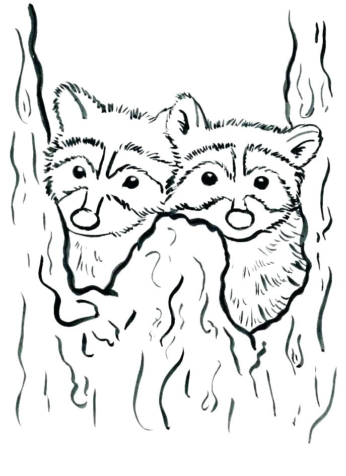 687x946 Racoon Coloring Page