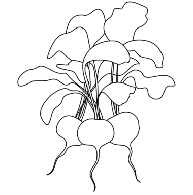 380x383 Radish Coloring Page Centiment