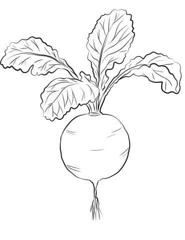 371x480 Red Radish Coloring Page Coloring Pics Printable