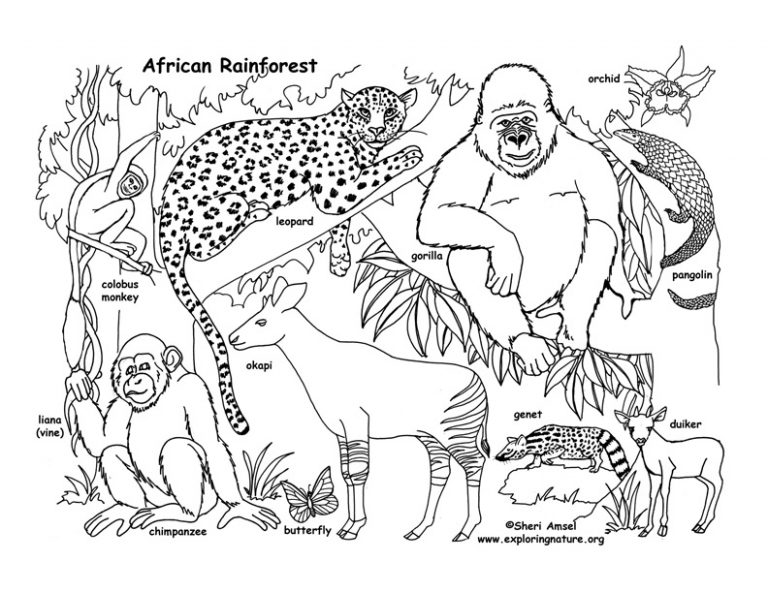 768x593 Rainforest Coloring Pages Rainforest African Coloring Page