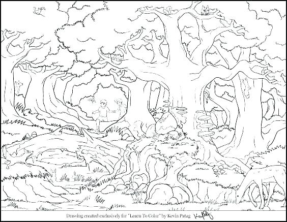 564x437 Rainforest Coloring Sheet Rainforest Frog Coloring Pages