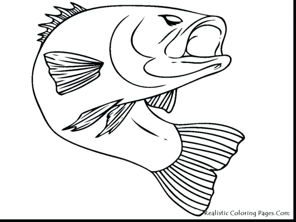 970x727 Remarkable Rainbow Trout Coloring Page Fish Fins Fish Scales