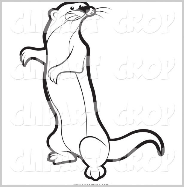 615x627 Rainforest Animals Coloring Pages Mongoose Drawing