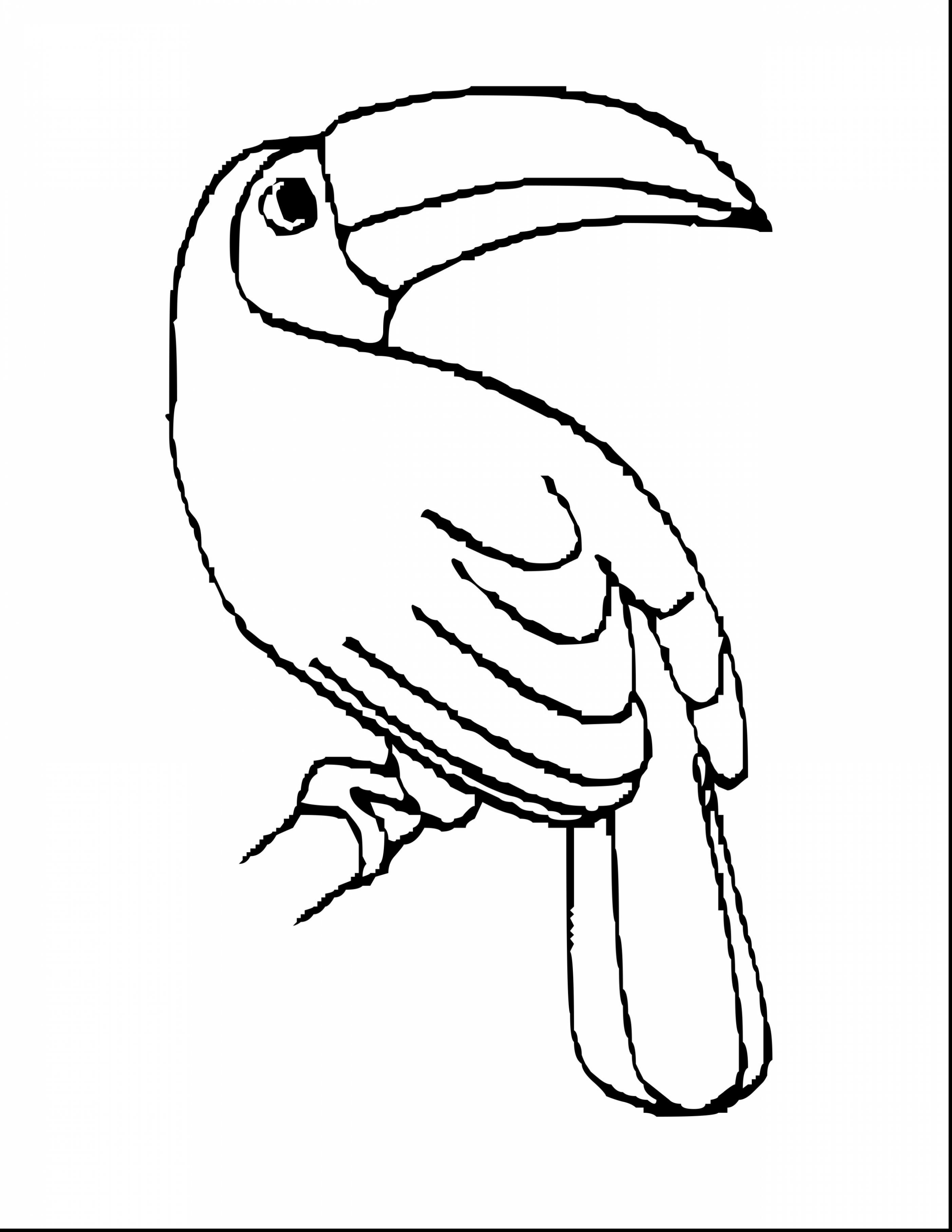 2805x3630 Inspiration Coloring Pages Of Birds In The Rainforest