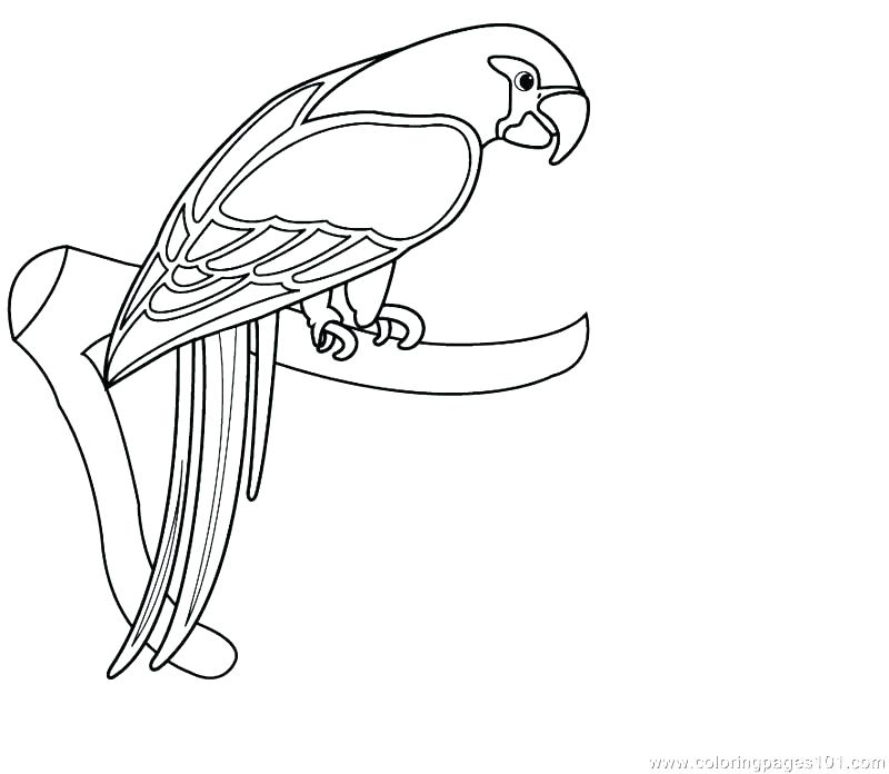 800x696 Parrot Coloring Pages Coloring Pages Of Parrots Parrot Coloring