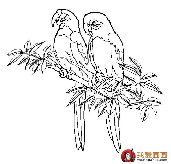 680x653 Tropical Rainforest Birds Coloring Pages