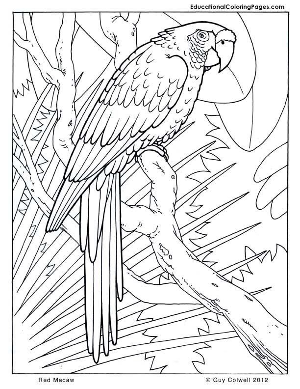 612x792 Macaw Coloring Pages, Birds Coloring Rainforest Animals